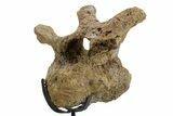 Hadrosaur (Edmontosaurus) Cervical Vertebra w/ Stand - Wyoming #377738-8